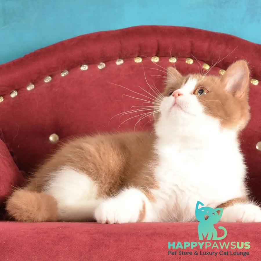 Goodvin British Shorthair male cinnamon bicolour - live animals