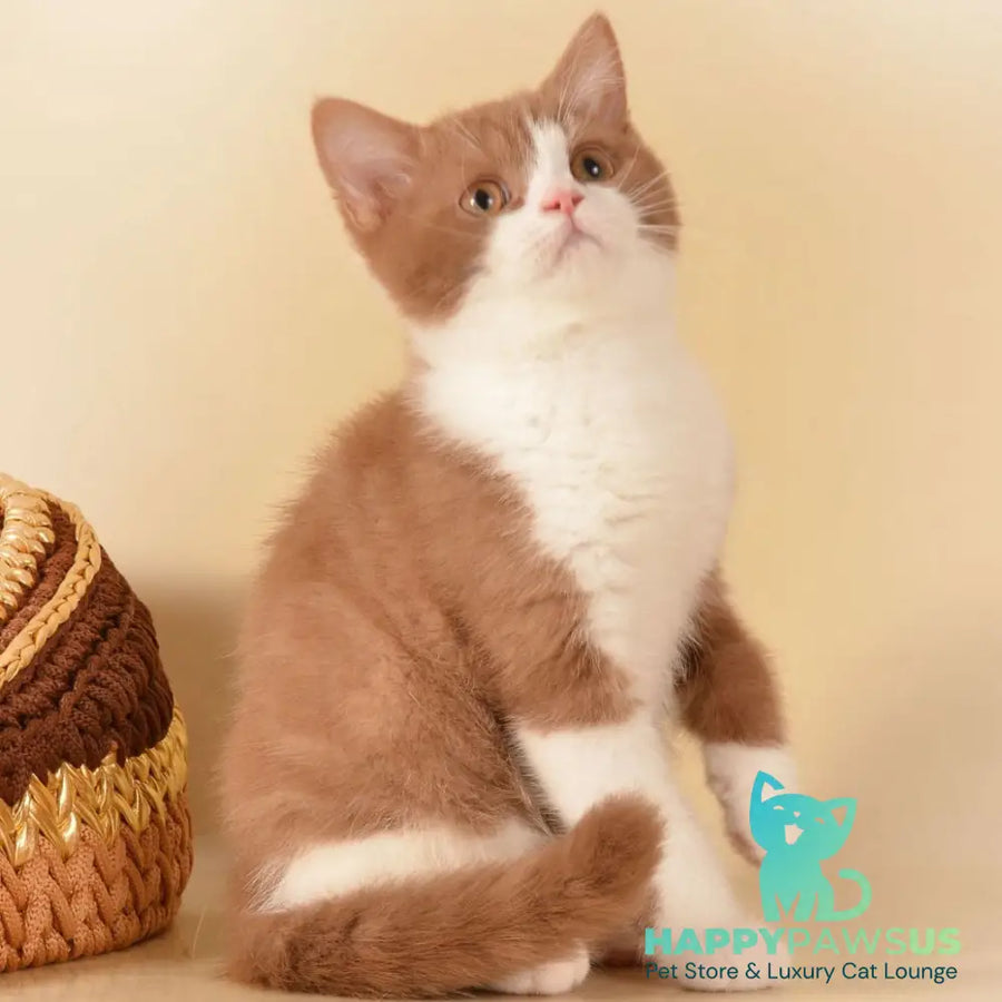 Goodvin British Shorthair male cinnamon bicolour - live animals