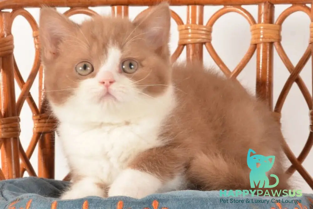 Goodvin British Shorthair male cinnamon bicolour - live animals