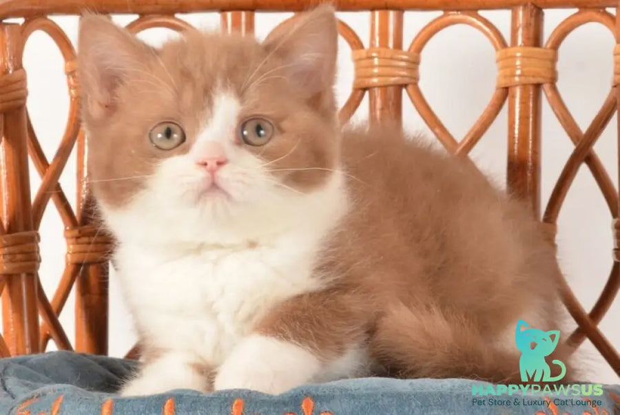 Goodvin British Shorthair male cinnamon bicolour - live animals