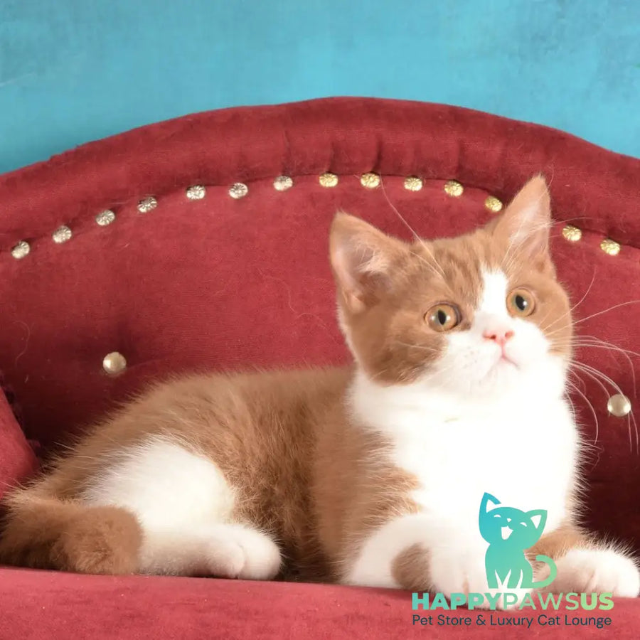Goodvin British Shorthair male cinnamon bicolour - live animals