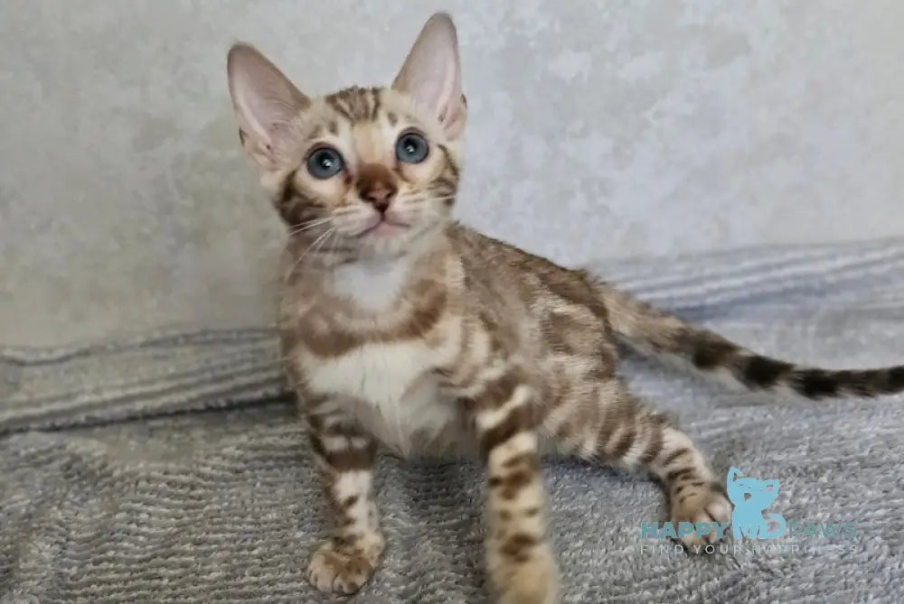 Goodwin Bengal male snow mink live animals