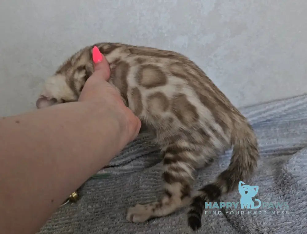 Goodwin Bengal male snow mink live animals