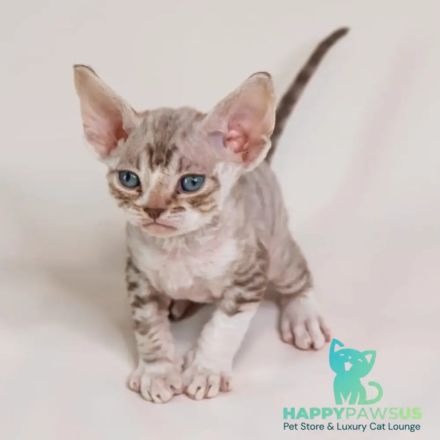 Goodwin Devon Rex male chocolate bicolour spotted tabby - live animals