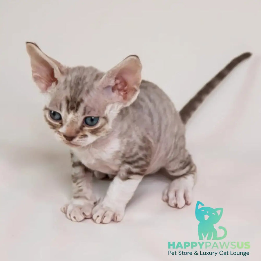 Goodwin Devon Rex male chocolate bicolour spotted tabby - live animals