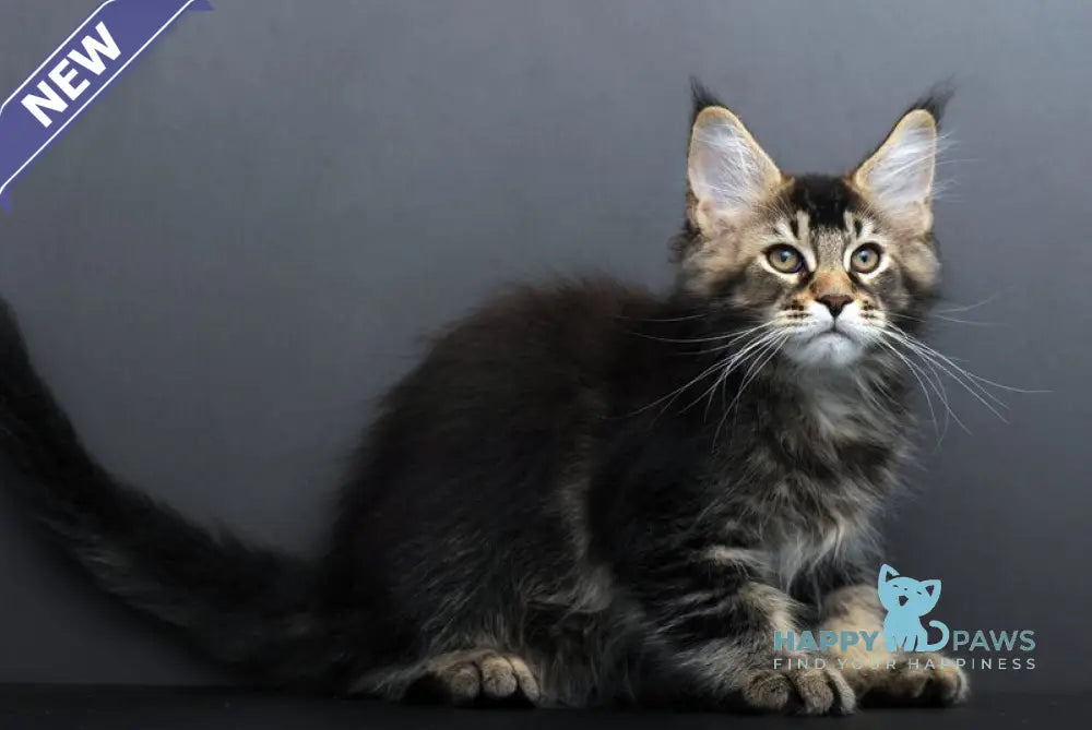 Goodwin Maine Coon male black ticked tabby live animals