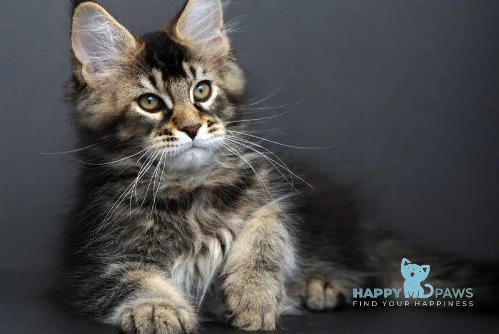 Goodwin Maine Coon male black ticked tabby live animals