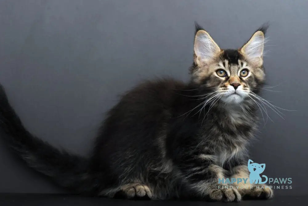 Goodwin Maine Coon male black ticked tabby live animals
