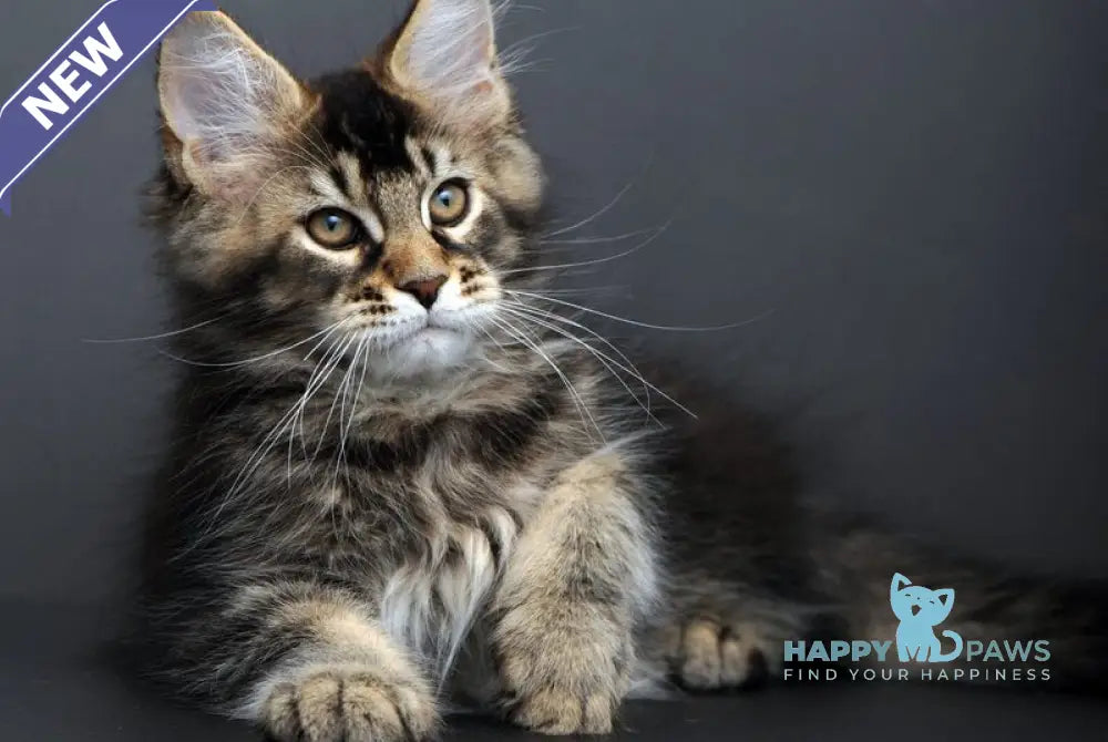 Goodwin Maine Coon male black ticked tabby live animals