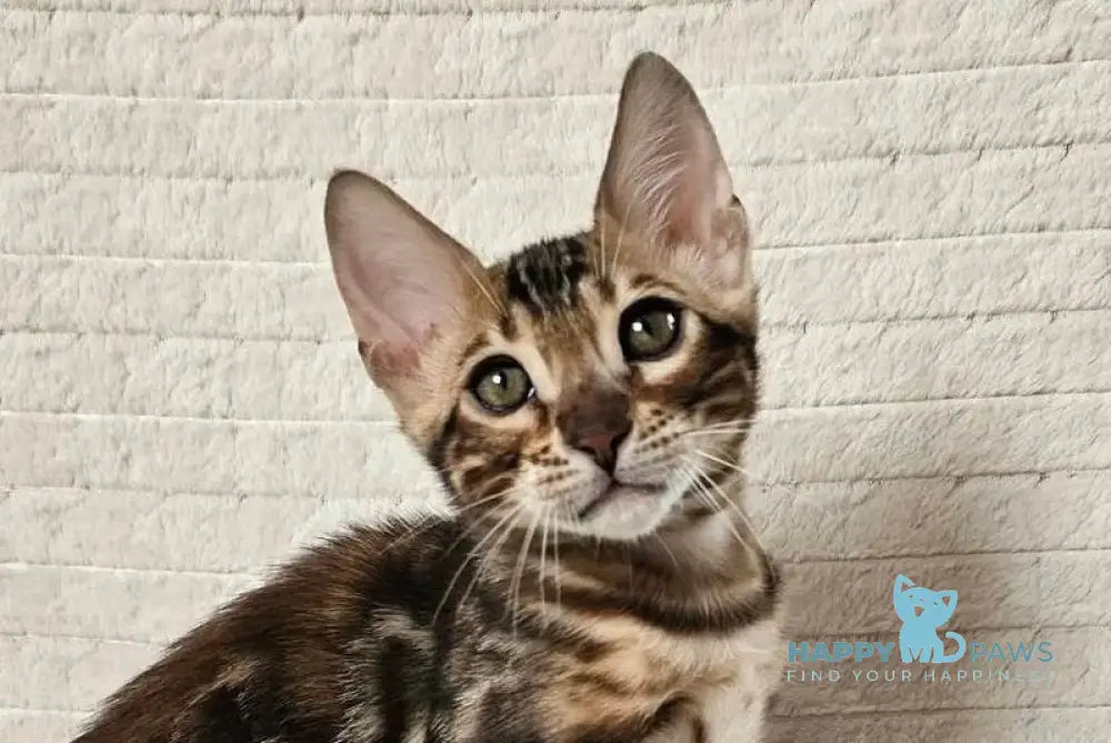 Google Bengal male black spotted tabby live animals