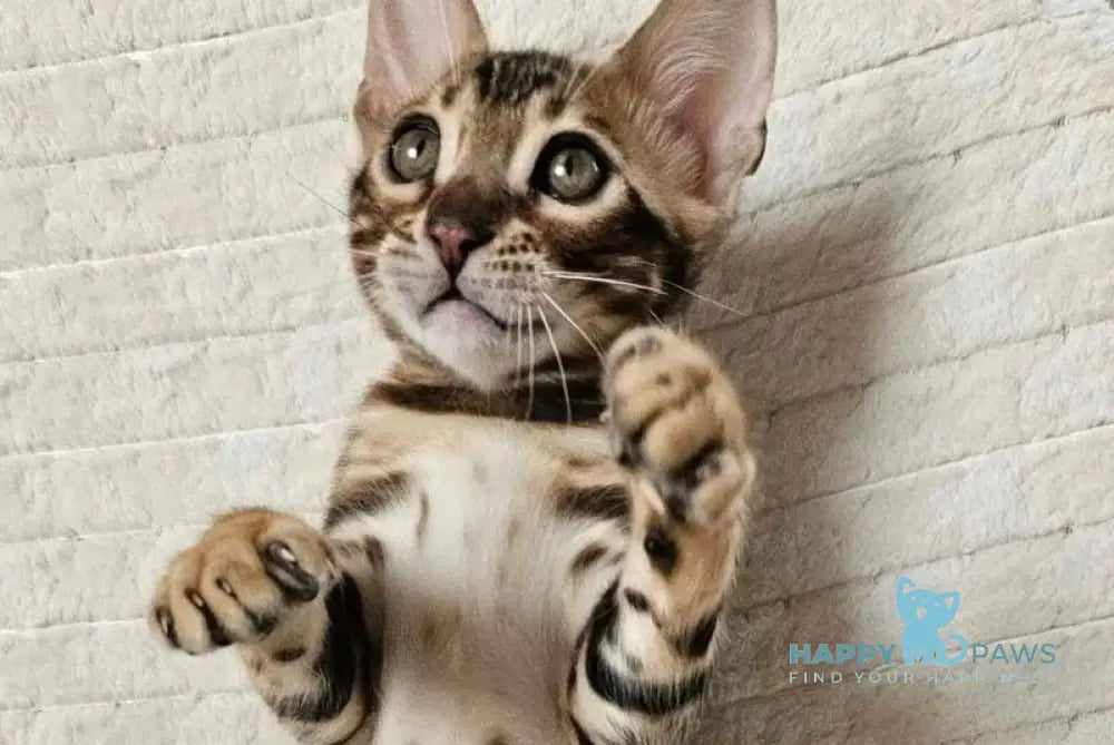 Google Bengal male black spotted tabby live animals