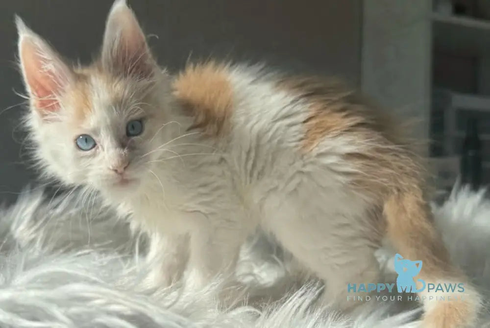 Goratsiy Maine Coon male cream live animals