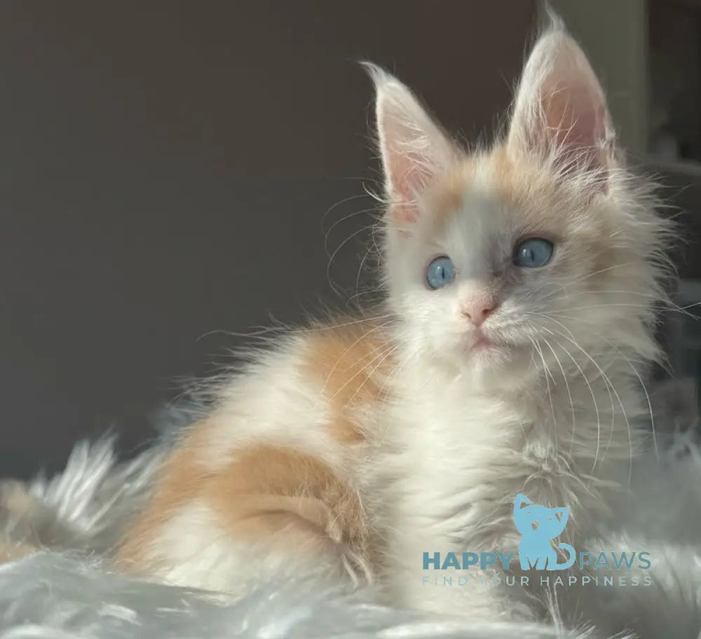 Goratsiy Maine Coon male cream live animals