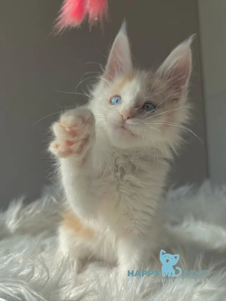 Goratsiy Maine Coon male cream live animals