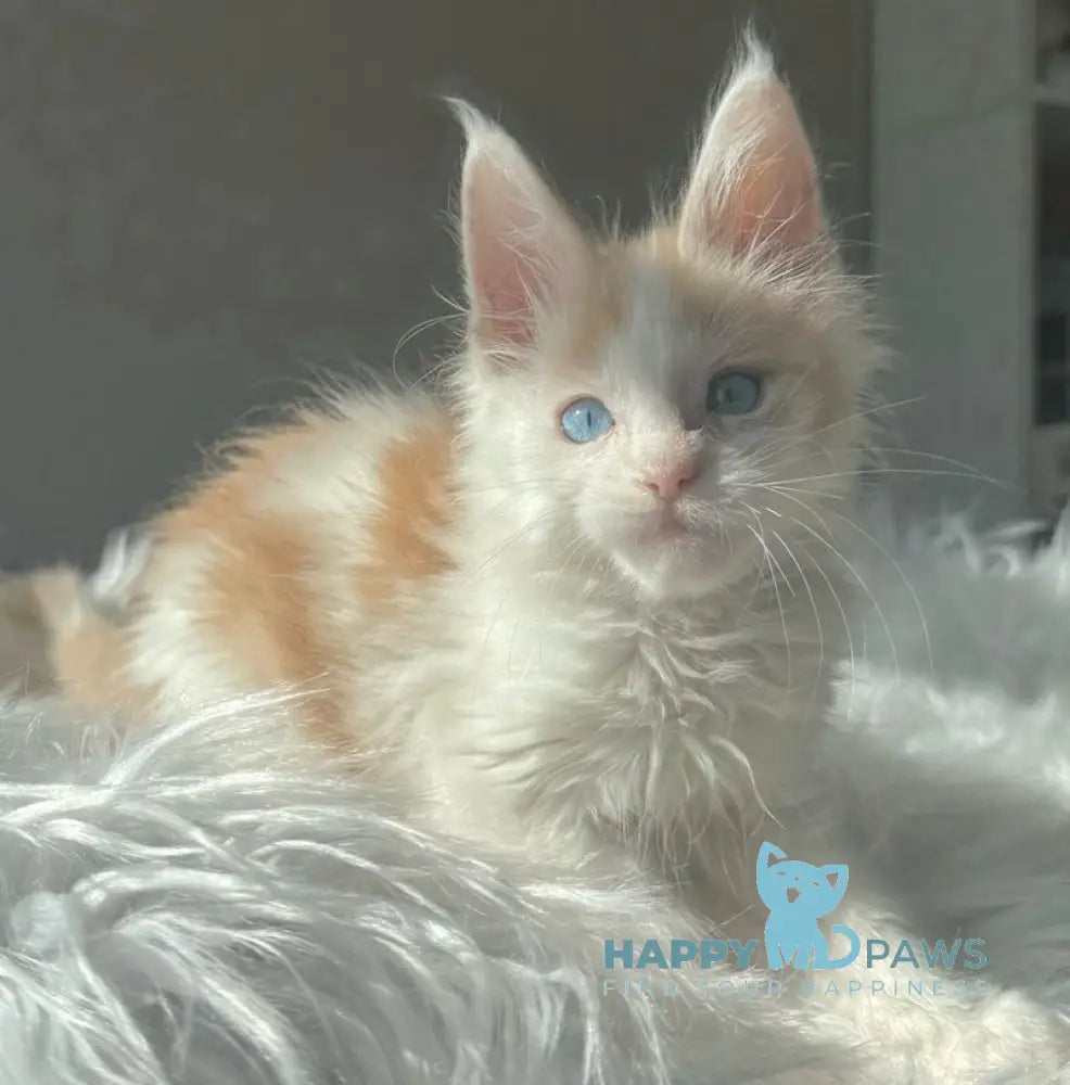 Goratsiy Maine Coon male cream live animals