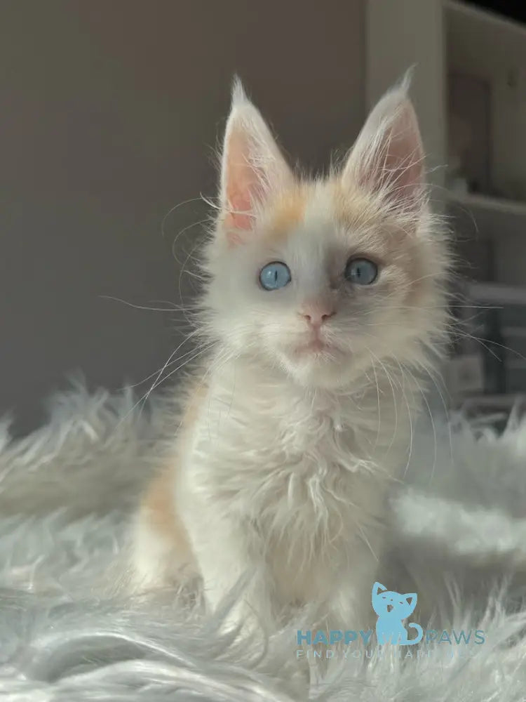 Goratsiy Maine Coon male cream live animals