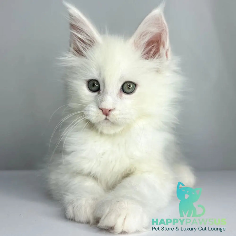 Gordey Maine Coon male white - live animals
