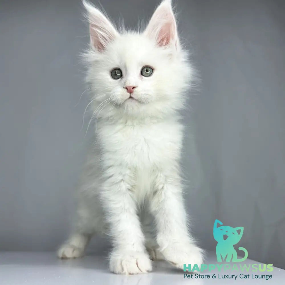 Gordey Maine Coon male white - live animals