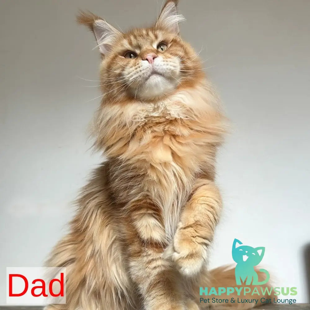 Gordey Maine Coon male white - live animals