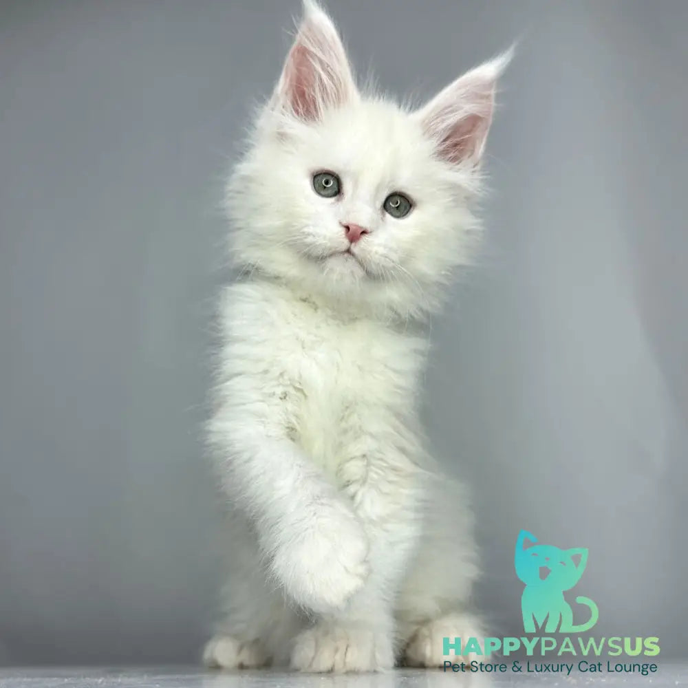 Gordey Maine Coon male white - live animals