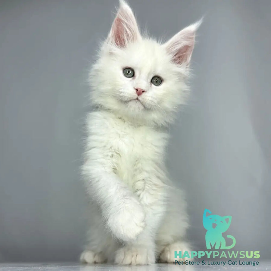 Gordey Maine Coon male white - live animals