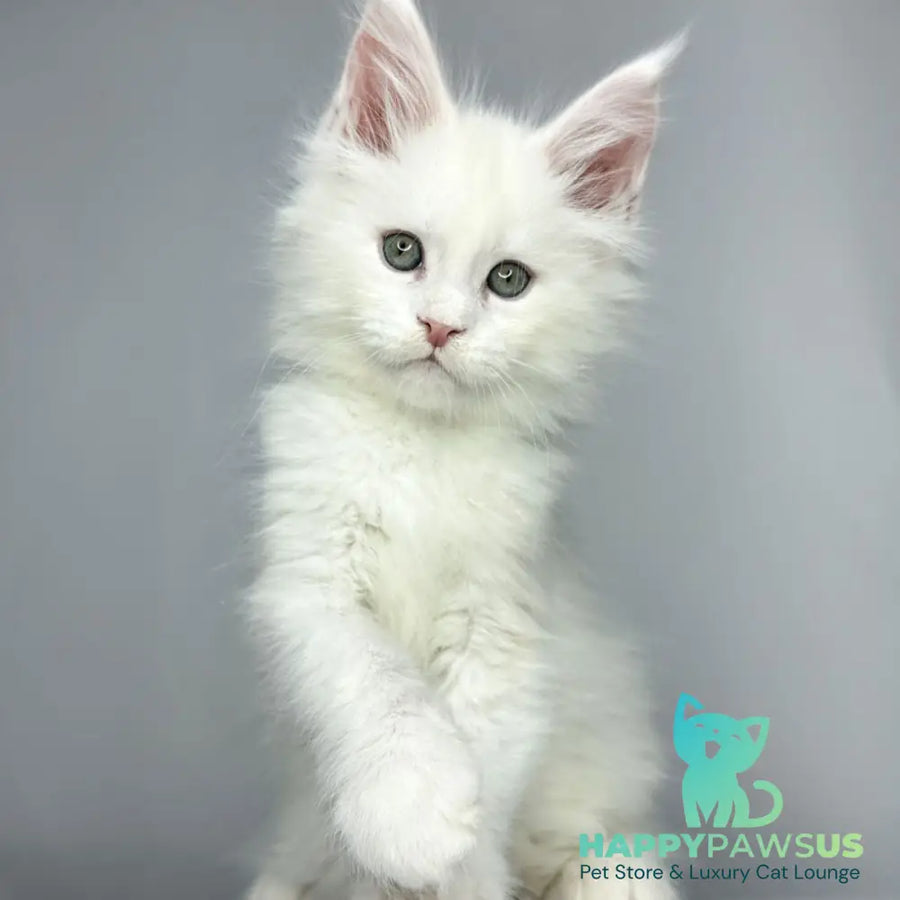 Gordey Maine Coon male white - live animals