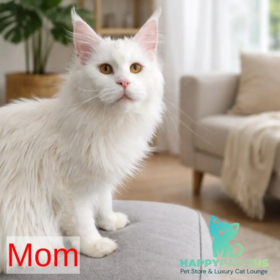 Gordey Maine Coon male white - live animals