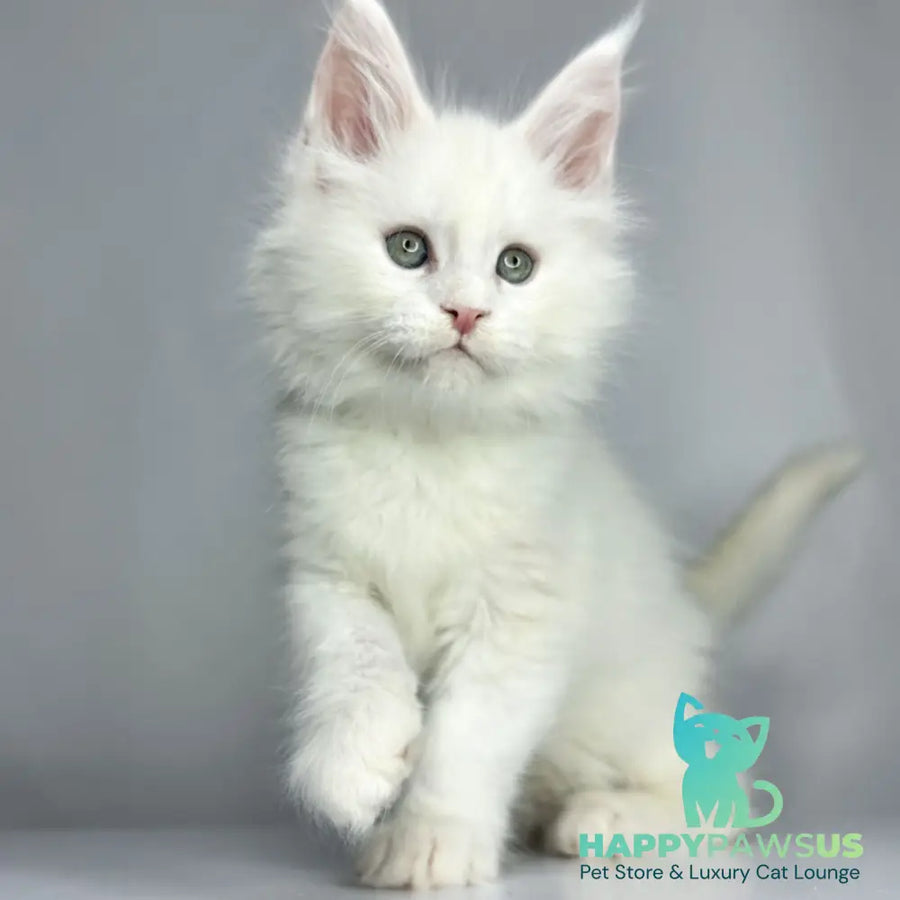 Gordey Maine Coon male white - live animals