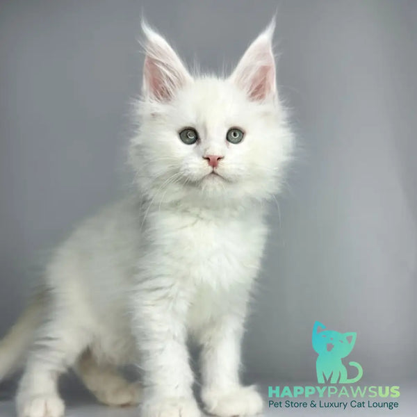 Gordey Maine Coon male white - live animals