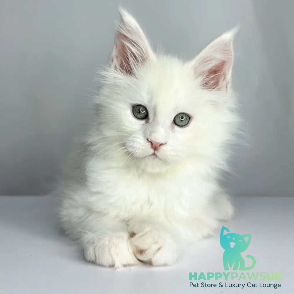 Gordey Maine Coon male white - live animals