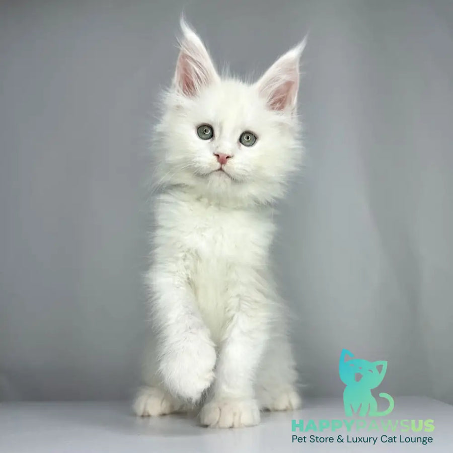 Gordey Maine Coon male white - live animals