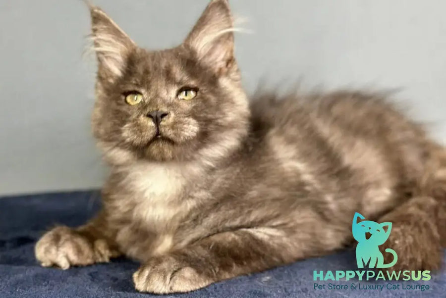 Gordon Maine Coon male black silver - live animals