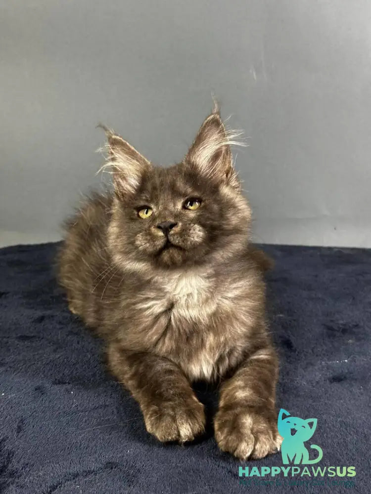 Gordon Maine Coon male black silver - live animals