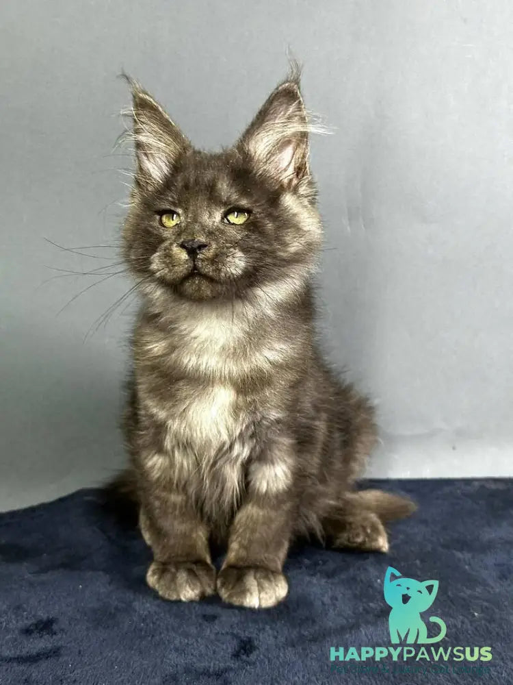 Gordon Maine Coon male black silver - live animals