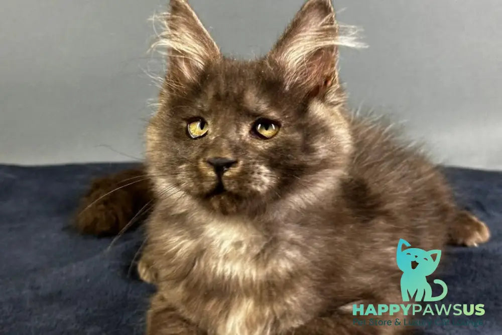 Gordon Maine Coon male black silver - live animals