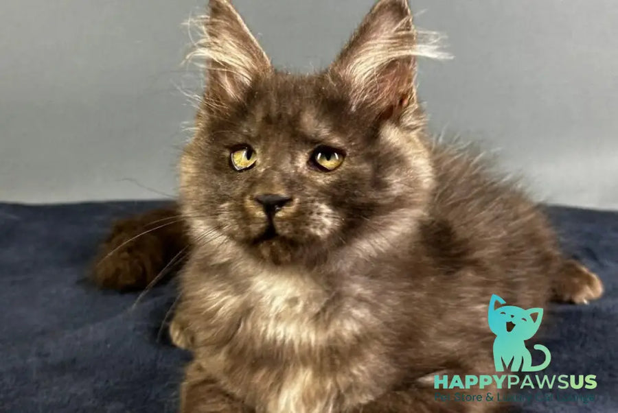 Gordon Maine Coon male black silver - live animals