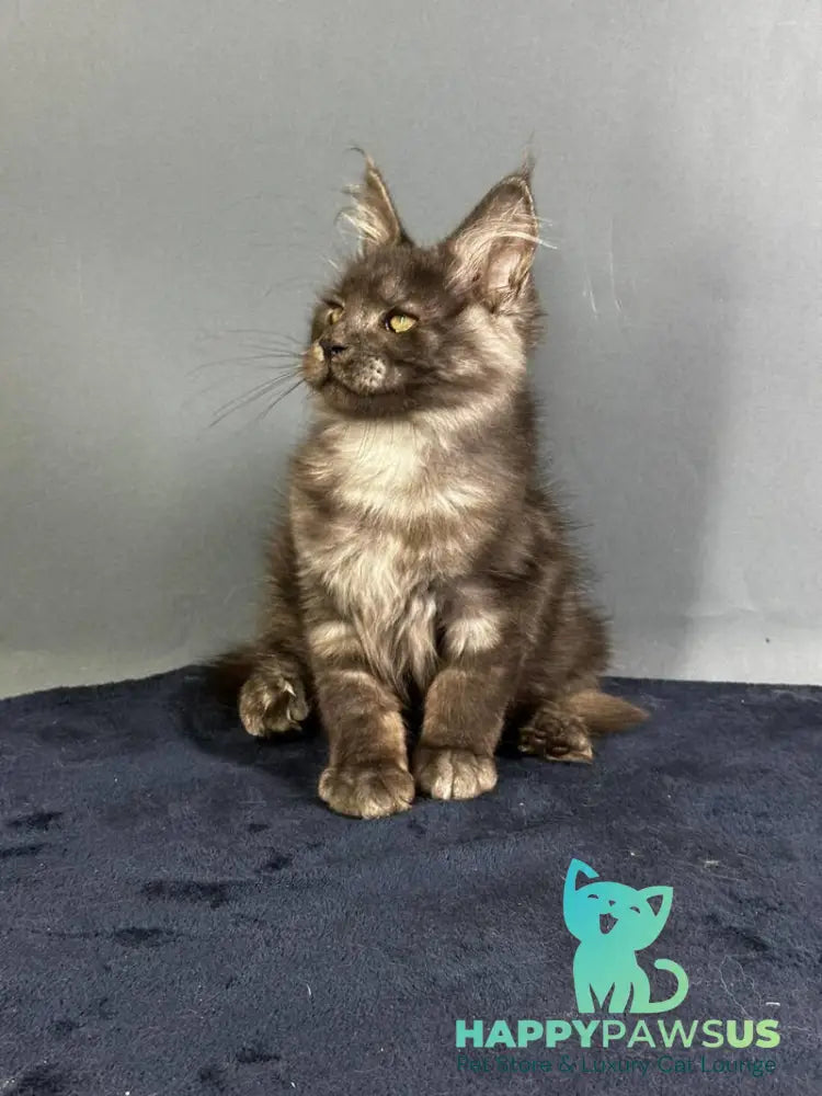 Gordon Maine Coon male black silver - live animals