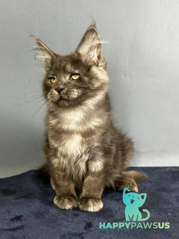 Gordon Maine Coon male black silver - live animals