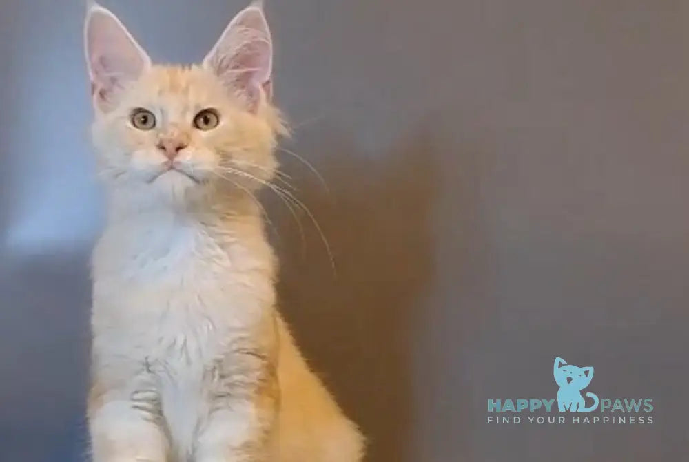 Gordon Maine Coon male red silver tabby live animals