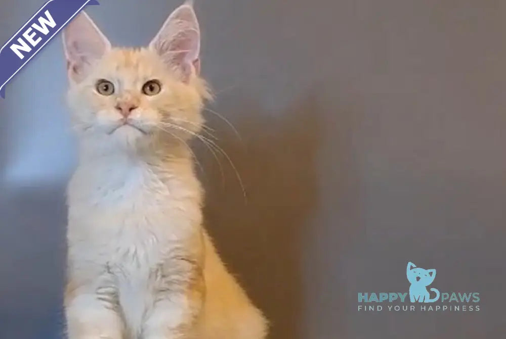 Gordon Maine Coon male red silver tabby live animals