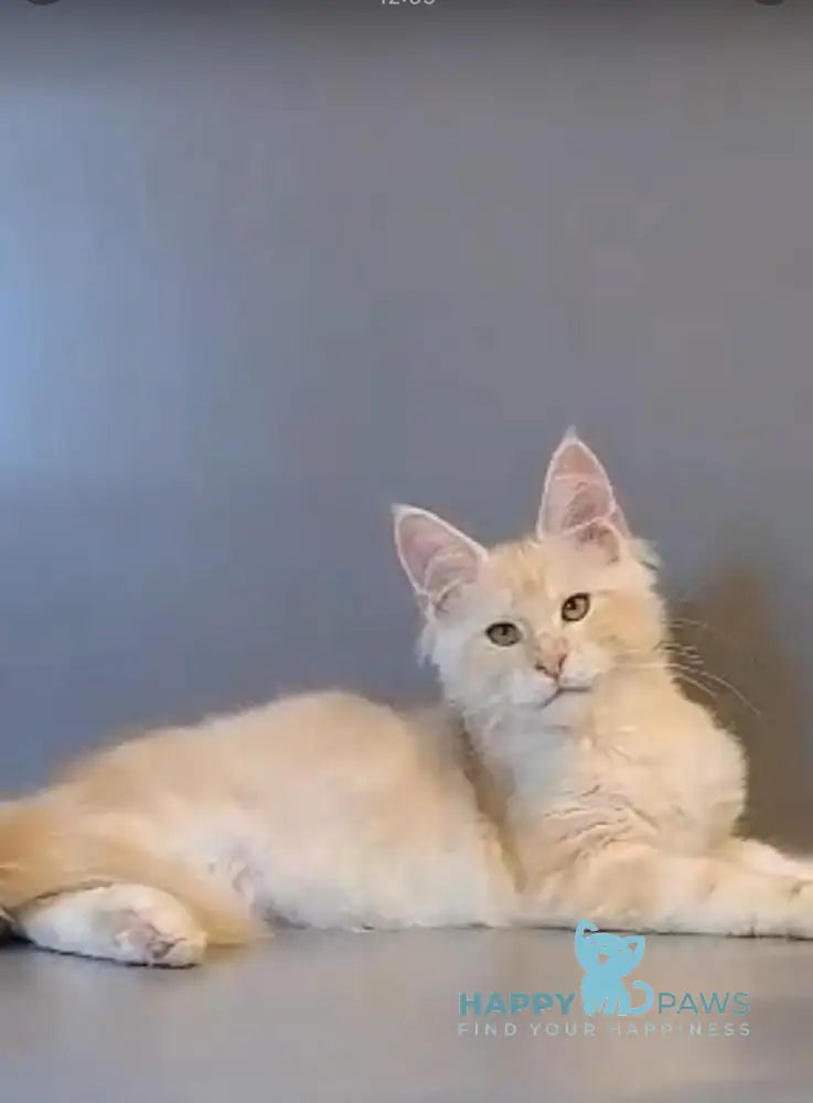 Gordon Maine Coon male red silver tabby live animals