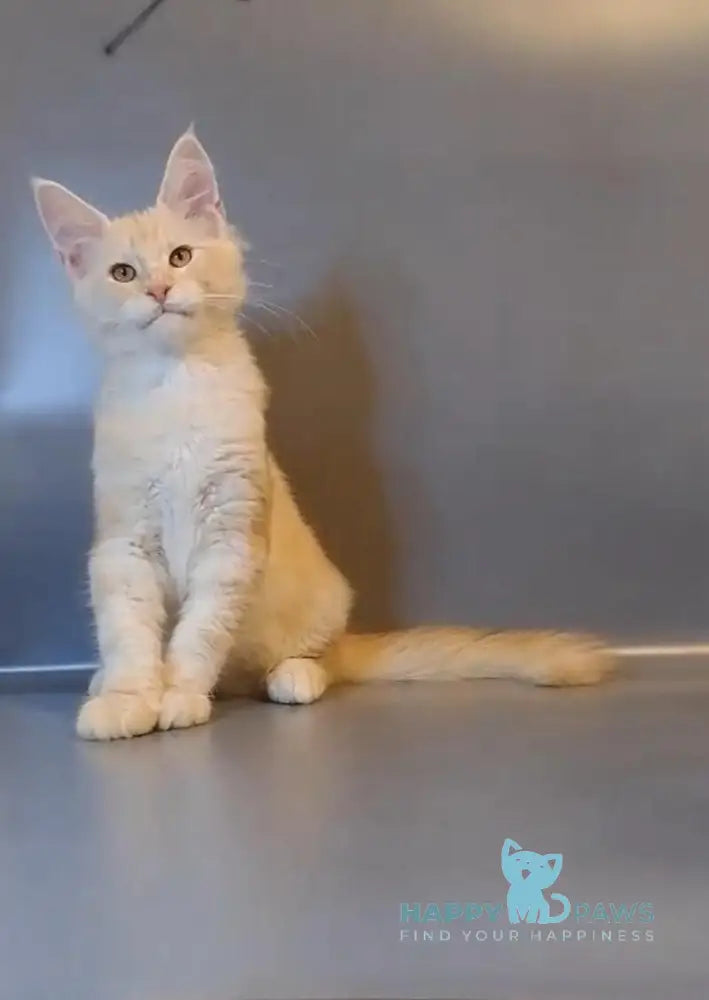 Gordon Maine Coon male red silver tabby live animals