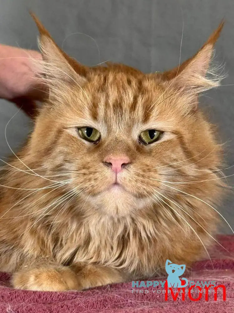 Gordon Maine Coon male red silver tabby live animals