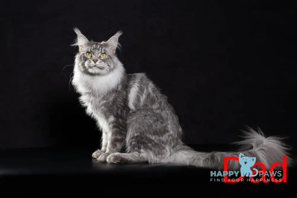 Gordon Maine Coon male red silver tabby live animals