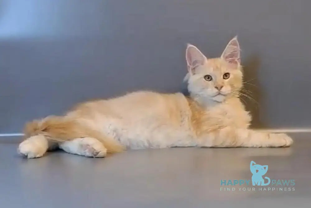 Gordon Maine Coon male red silver tabby live animals