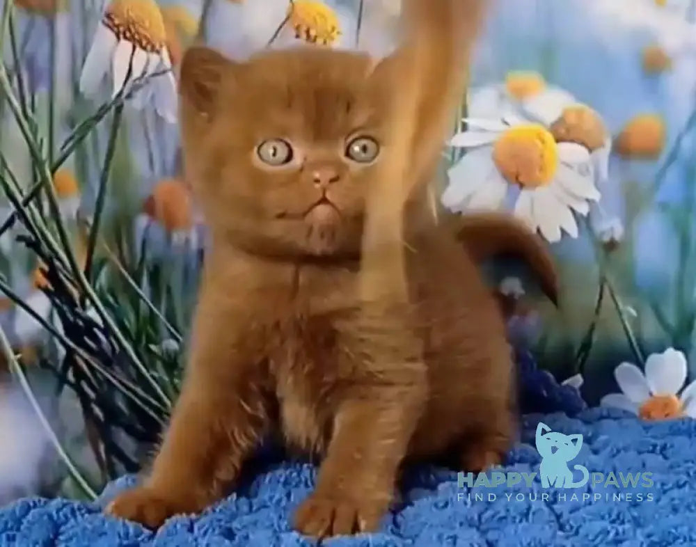 Gorgeous British Shorthair male cinnamon live animals