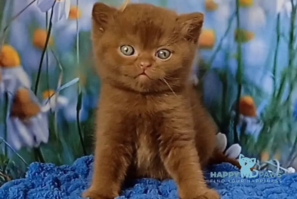 Gorgeous British Shorthair male cinnamon live animals