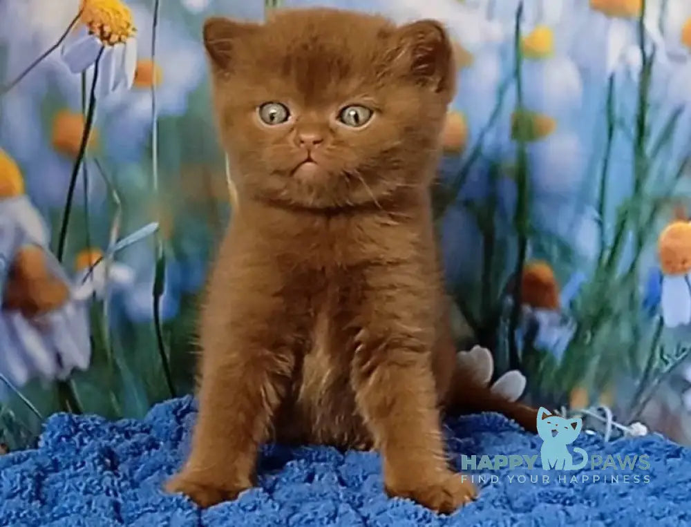 Gorgeous British Shorthair male cinnamon live animals