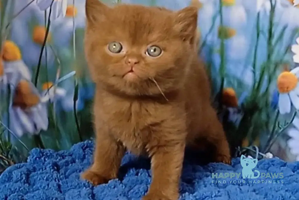 Gorgeous British Shorthair male cinnamon live animals