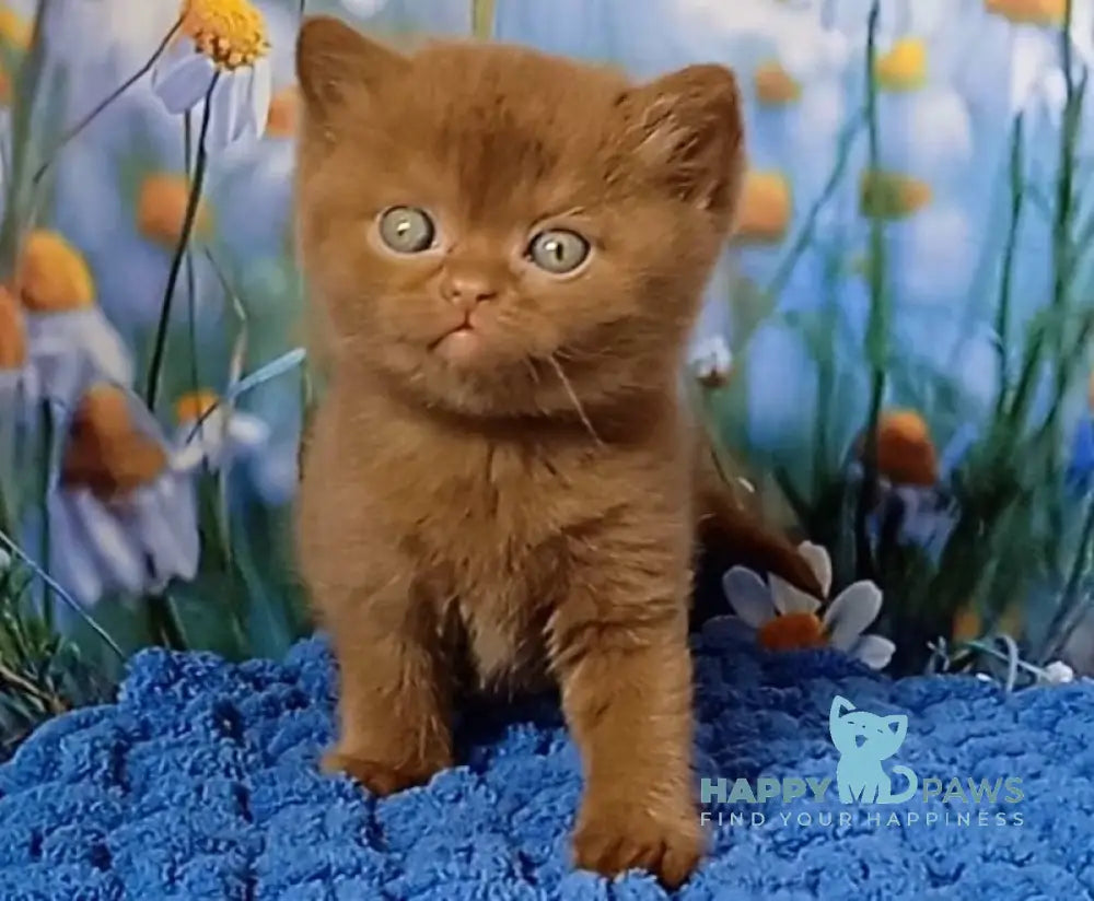Gorgeous British Shorthair male cinnamon live animals